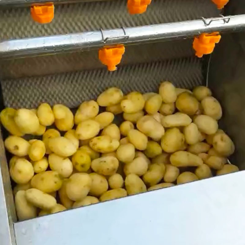 Fruit And Vegetable And Seafood Washing Machine Cassava And Sweet Potato Roller Brush Washing And Peeling Machine