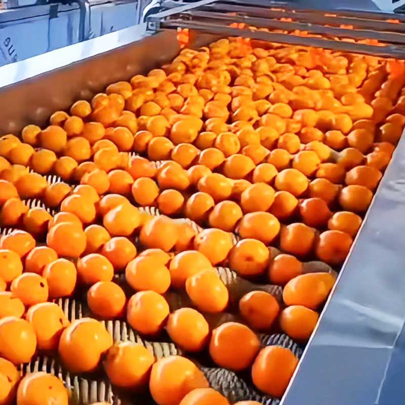 Parallel Roller Cleaning Machine For Potatoes Cassava Citrus Cherry Tomatoes Peppers Roots Fruits And Vegetables