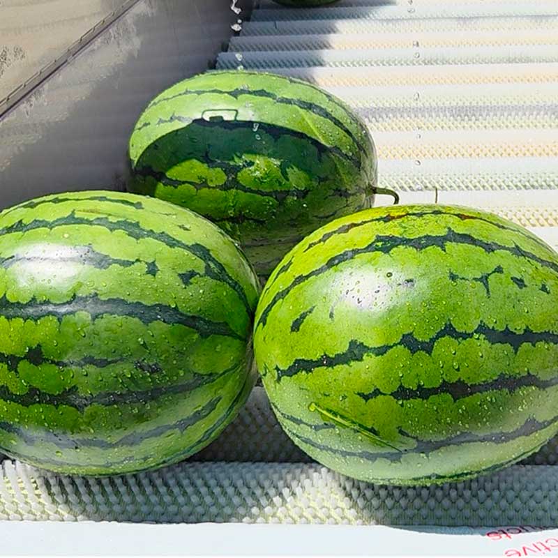 Parallel Roller Cleaning Machine For Potatoes Cassava Citrus Cherry Tomatoes Peppers Roots Fruits And Vegetables