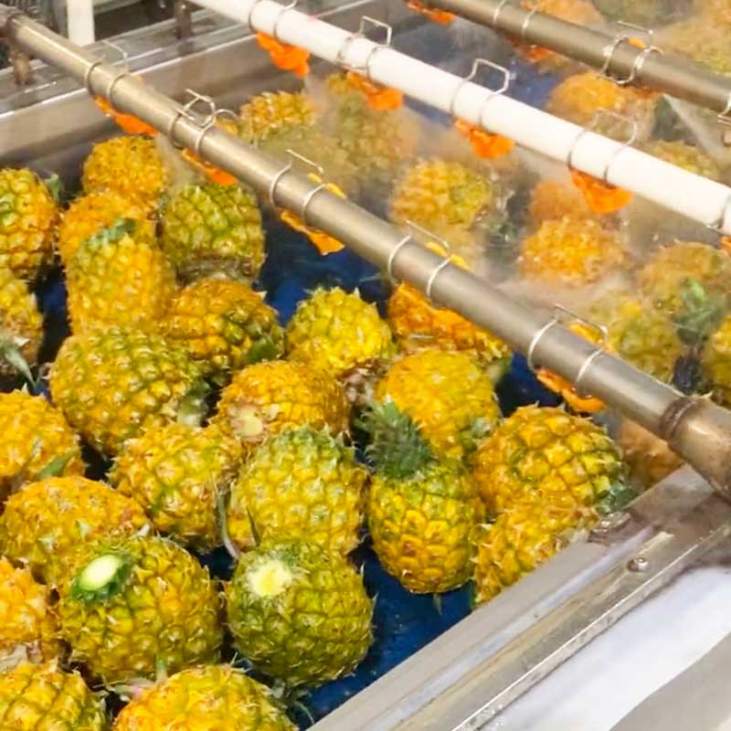 Parallel Roller Cleaning Machine For Potatoes Cassava Citrus Cherry Tomatoes Peppers Roots Fruits And Vegetables