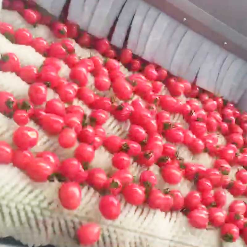 Parallel Roller Cleaning Machine For Potatoes Cassava Citrus Cherry Tomatoes Peppers Roots Fruits And Vegetables