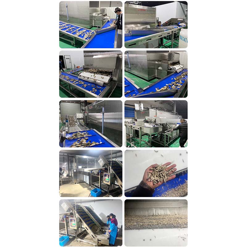 Industrial Fruit and Vegetable Quick-Freezing Machine Tunnel-Type Seafood Freezing Machine