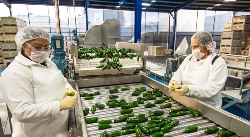 Food processing machinery